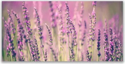 Produktbild von Glasbilder 120x60 Wandbild Druck auf Glas Blumen Pflanzen