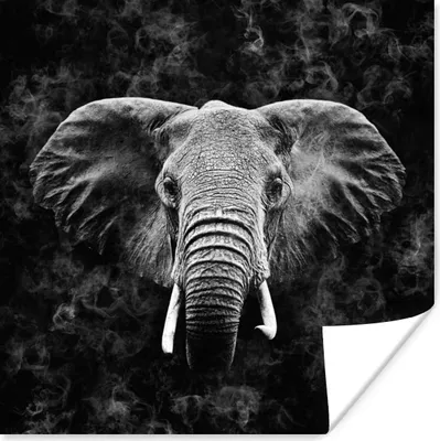 Produktbild von MuchoWow® Poster Elefant - Tiere - Rauchen - Schwarz - Weiß 50x50 cm - Wohnzimmerdekoration