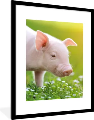 Produktbild von MuchoWow® Gerahmtes Poster Tiere - Ferkel - Schwein 60x80 cm - Poster mit Schwarzem Bilderrahmen Wandposter Rahmen Foto Bilder - Wohnzimmer - Dekorationen - Prämie