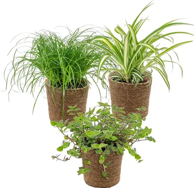 Produktbild von 3x Haustierfreundliche Mischung inkl. Korb aus Seegras - Haustierfreundlich - ⌀12 cm -↕15-25 cm