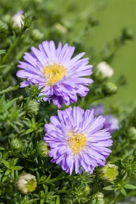 Produktbild von Kissen-Aster, im Topf - Aster dumosus, hellblau