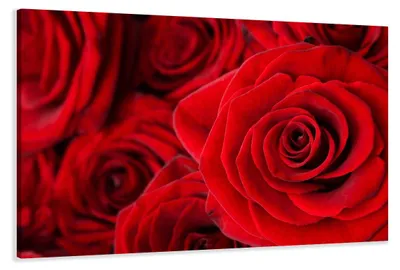 Obrázok produktu pre Obraz na plátne Červené ruže 120x80 cm