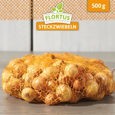 Produktbild von Wintersteckzwiebel Stuttgarter Riesen | Steckzwiebeln von FLORTUS, Menge:500 g