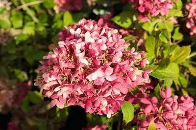 Obrázek produktu pro Hydrangea pan. 'Pinkachu'® - Hortenzie latnatá 40- 50 cm Kontejner