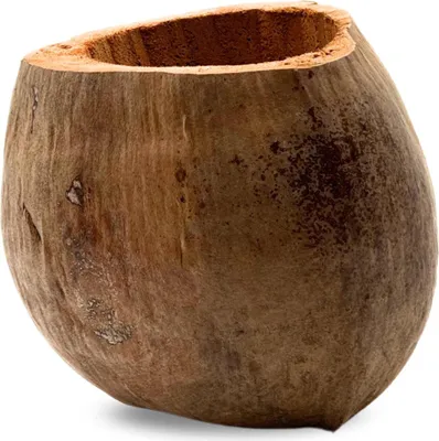 Immagine prodotto di BioCoco Pot Vaso in cocco per orchidee epifite