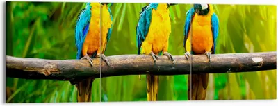Produktbild von Bild auf Leinwand - Leinwandbild - Papageien Collorful Natur Vögel - 150x50cm - Wand Bild - Wanddeko - Leinwanddruck - Bilder - Kunstdruck - Leinwand bilder - Wandkunst - CA150x50-2696