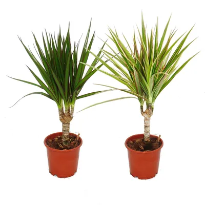 Produktbild von Set mit 2 verschiedenen Drachenbäumen – Dracaena marginata + Dracaena marginata Bicolor