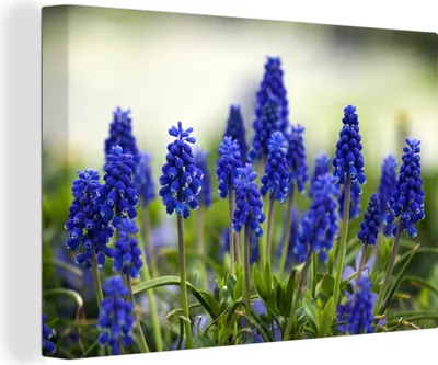 Produktbild von OneMillionCanvasses® - Leinwandbilder - 140x90 cm, Kleine Traubenhyazinthen, Wandbilder Kunstdruck Wanddekoration - Foto auf Leinwand - Gemälde auf Holzrahmen