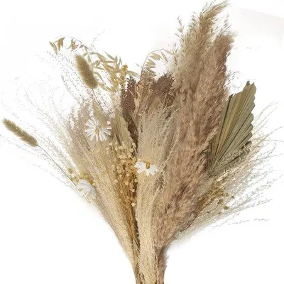 Produktbild von Famanu Trockenblumen Plüsch 60 cm - Großes Pampasgras