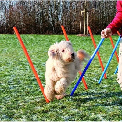Obrázek produktu pro TRIXIE Slalom Agility Set, 12 kolíků, 115 cm, plast, modrá/oranžová, včetně tašky na přenášení