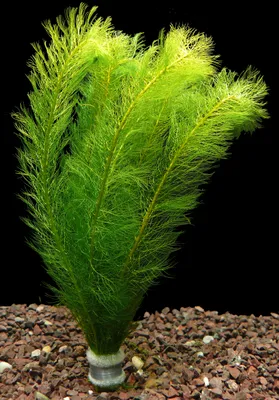 Produktbild von 1 Bund Tausendblatt (Myriophyllum Hippuroides)