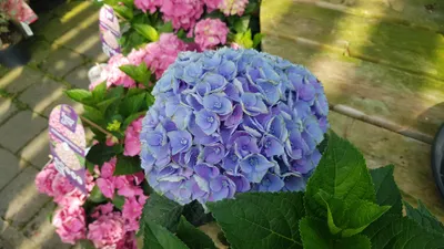 Image de Hydrangea macrophylla 'Bleu' / Hortensia Bleu