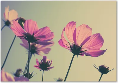 Produktbild von Tulup® Glas-Bild - 100 x 70 - Wandbild aus Glas - Wandkunst - Wandbild hinter gehärtetem Sicherheitsglas - Blumen & Pflanzen - Rosa Blumen - Rosa
