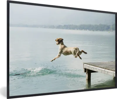 Produktbild von MuchoWow® MuchoWow® Gerahmtes Poster Komischer Hund, der ins Wasser springt 30x20 cm - Poster mit zchwarzem Bilderrahmen - Kunstdruck - Bild-Poster