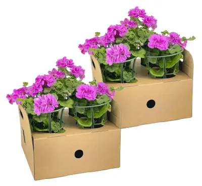 Produktbild von Hängegeranie, Violett, 8 Stück