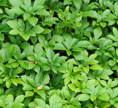 Produktbild von Dickmännchen, Pachysandra terminalis 5 Pflanzen im Set ca. 10-20 cm, je im 10 cm Topf