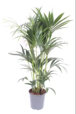 Produktbild von Howea Forsteriana - 110-120cm - Ø24cm - Zimmerpflanze - Immergrün