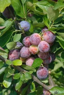 Produktbild von Pflaume Pflaumenbaum Obstbaum versch. Sorten und Größen Terrassenobst Busch, Pflaume:Terrasse Opal