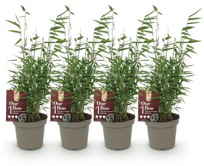 Image de Green boutiQ - Bamboe - Fargesia Red Dragon - Groen - 4 Planten - Bladhoudend - Niet Woekerend- Pot 14cm Hoogte 35cm