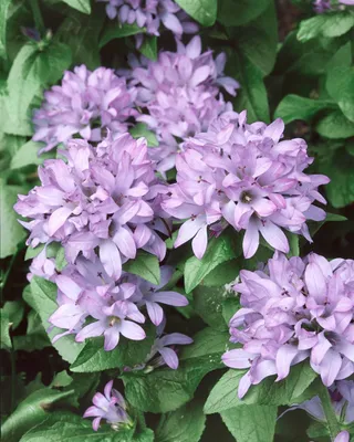 Zdjęcie produktu dla Campanula glomerata 'Caroline', dzwonek, lawendowo-niebieski, doniczka ok. 9x9 cm