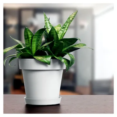 Produktbild von Blumentopf Übertopf inkl. Untersetzer Blumenkübel 29.5 x 27.5 cm anthrazit Pflanzkübel Pflanztopf Kunststoff Lofly
