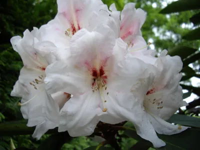 Produktbild von Rhododendron Hybride Tunari - Großblumige Rhododendron - 40-50cm