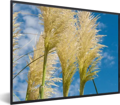 Produktbild von MuchoWow® Gerahmtes Poster Pflanzen - Pampasgras - Luft 40x30 cm - Poster mit Schwarzem Bilderrahmen Wandposter Rahmen Foto Bilder - Kunstposter - Wanddekorationen