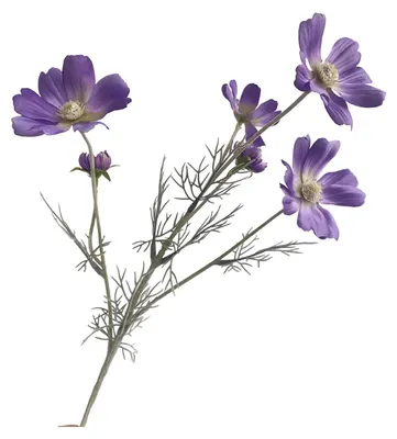 Produktbild von Künstliche Kosmeen, 6 Köpfe, Kunstseiden-Kosmeen mit Stiel, künstlicher Wildblumenstrauß für Vase, Hochzeit, Party, Frühling, Sommer, Heimdekoration