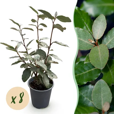 Image de Green boutiQ - Plantes de haie - Eleagnus ebbingei Compacta - Feuillage gris - 8 plants - 1 mètre linéaire - À feuillage persistant - Pot de 9 cm, hauteur 30-35 cm