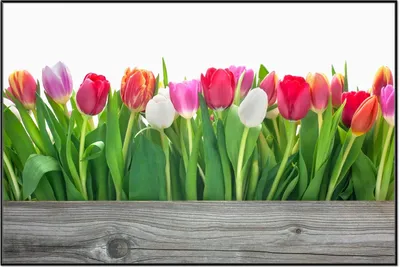 Produktbild von Wallario Wandbild Rote  weiße und pinke Tulpen im Frühling, Größe: 61 x 91,50 cm, Poster mit schwarzem Aluminiumrahmen