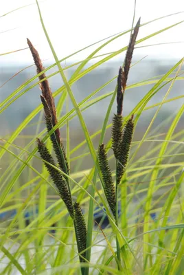Zdjęcie produktu dla Carex acuta, Sumpf-Segge, ok. 9x9 cm Topf