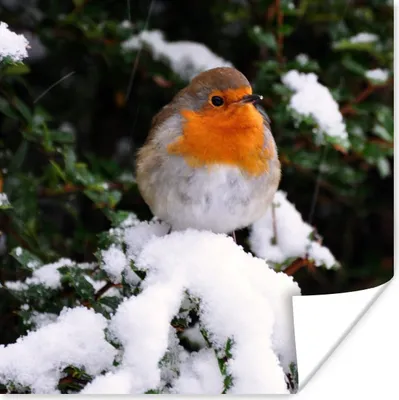Produktbild von MuchoWow® Poster Rotkehlchen - Baum - Schnee 75x75 cm - Wand Dekoration