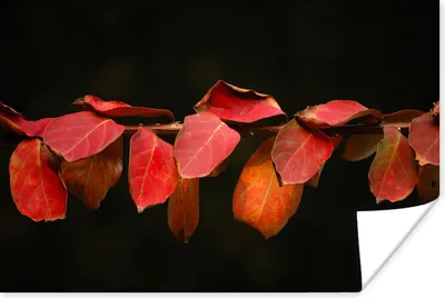 Produktbild von MuchoWow® Poster Die roten Blätter auf schwarzem Hintergrund 180x120 cm - Fotoplakat