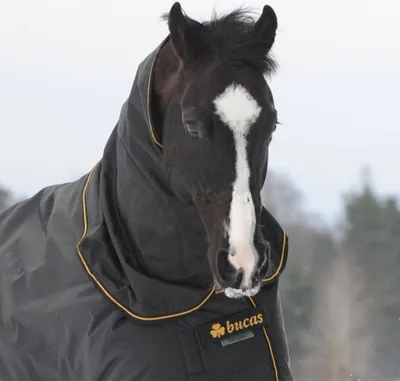 A dark horse wearing a black Bucas neck cover with gold trim stands in a snowy outdoor environment.