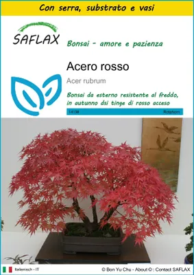 Immagine prodotto di SAFLAX Insieme di coltivazione - Acero rosso  - 20 semi - Acer
