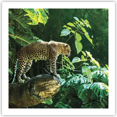 Produktbild von Poster - Poster ohne Rahmen - Dschungel Leopard Panther - 60x60 cm - Wand Bild - Wanddeko - Wandbilder - Kunstposter - Wandposter - Bilder - Kunstdruck - Wanddekoration - Wandbild - P2XAC60x60-4502