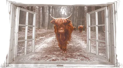 Produktbild von MuchoWow® Zierkissen Sofakissen Wohnzimmer Dekokissen 60x40 cm Ansicht - Schottisches Hochlandrind - Fenster - Kopfkissen - Polster mit Foto