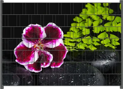 Produktbild von Wallario Zaunsichtschutz mit Motiv Geranienblüte auf schwarzen Steinen, benetzt mit Wassertropfen für Ein- und Doppelstabmatten Zäune in der Größe 200 x 140 cm