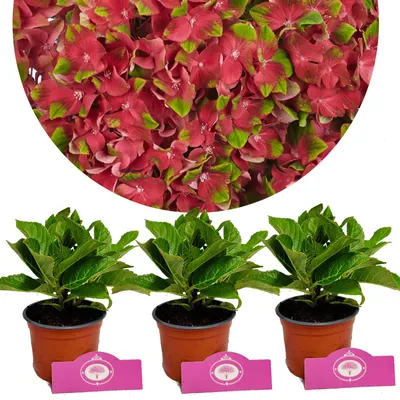 Obrázok produktu pre Sada 3 hortenzií - Hydrangea Macrophylla "Glossy Lips" - Hortenzia Wisp - Výška 25 cm - 9 cm kvetináč