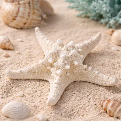 Produktbild von Deko Seestern weiß 10–15 cm – Echter Noppen Seestern gebleicht | Protoreaster nodosus Naturprodukt aus dem Indopazifik | Maritime Dekoration für Tischdeko, Hochzeit, DIY Basteln & Stranddeko