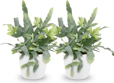 Produktbild von Phlebodium aureum Blue Star 2er Set Zimmerpflanzen Mit Weißem Topf Ø12cm Höhe