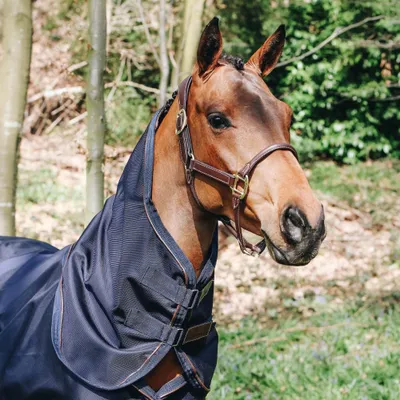 A horse wearing a navy blue blanket in a wooded area.