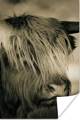 Produktbild von MuchoWow® Poster Schottischer Highlander - Tiere - Haare 120x180 cm - Kunstposter