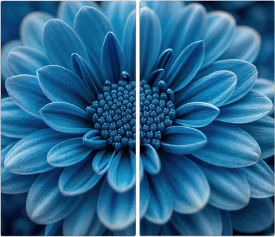 Produktbild von Spritzschutz Herdabdeckplatte Schneidebrett aus Glas Blaue Blume 2-Teilig (60x52cm)