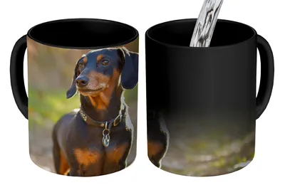 Obrázok produktu pre MuchoWow® Magický pohár Krásny jazvečík v lese 350 ml Pohár na zmenu farby Darček Nápad na darček - Foto hrnček