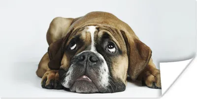 Produktbild von MuchoWow® Poster Hund - Haustiere - Weiß 40x20 cm - Poster für die Wand - Poster Schlafzimmer