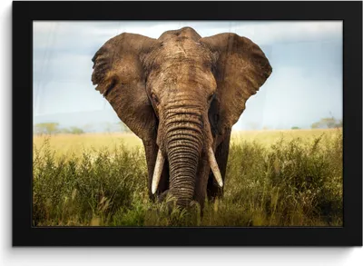 Produktbild von MuchoWow® MuchoWow® Gerahmtes Poster Elefant - Gras - Tiere - Natur 30x20 cm - Poster mit zchwarzem Bilderrahmen - Kunstdruck - Bild-Poster