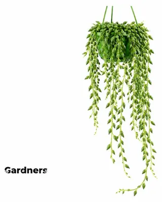 Produktbild von Gardneria (Senecio herreianus) – Hängepflanze, Durchmesser 12 cm