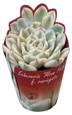 Immagine prodotto di Echeveria "Moon Fairy" variegata - Echeveria rara - Rarità - Vaso da 6,5 cm - Altezza 15 cm