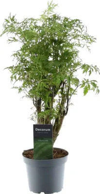 Produktbild von Trendyplants - Polyscias Hawaiiana Ming - Aralia - Zimmerpflanze - Höhe 35-55 cm - Topfgröße Ø12cm